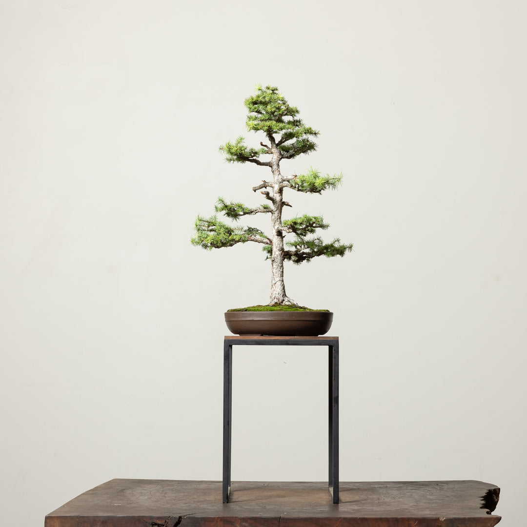 Japanese Larch No.2