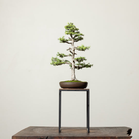 Japanese Larch No.2
