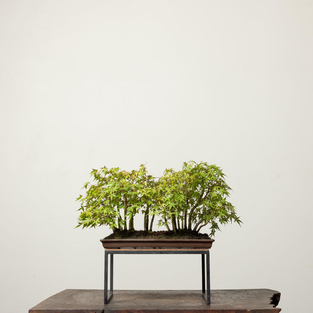 Japanese Maple No. 1