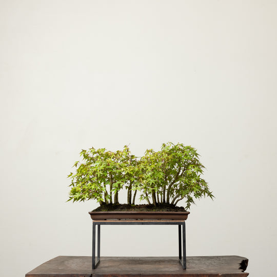 Japanese Maple No. 1