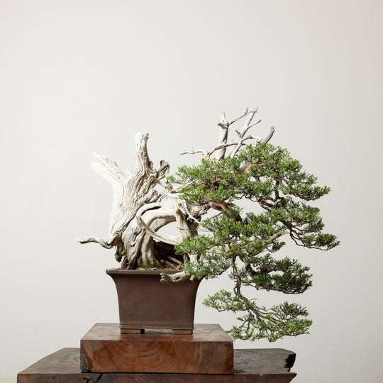 Rocky Mountain Juniper No. 3