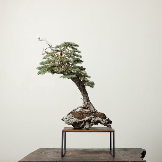 Engelmann Spruce