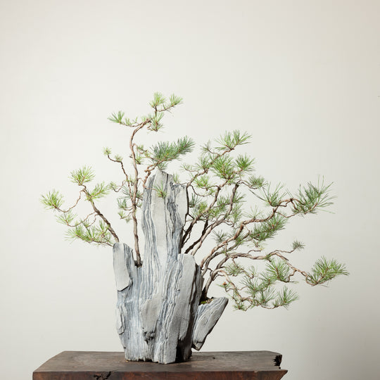 Scots Pine No. 2