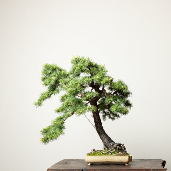 European Larch No.1