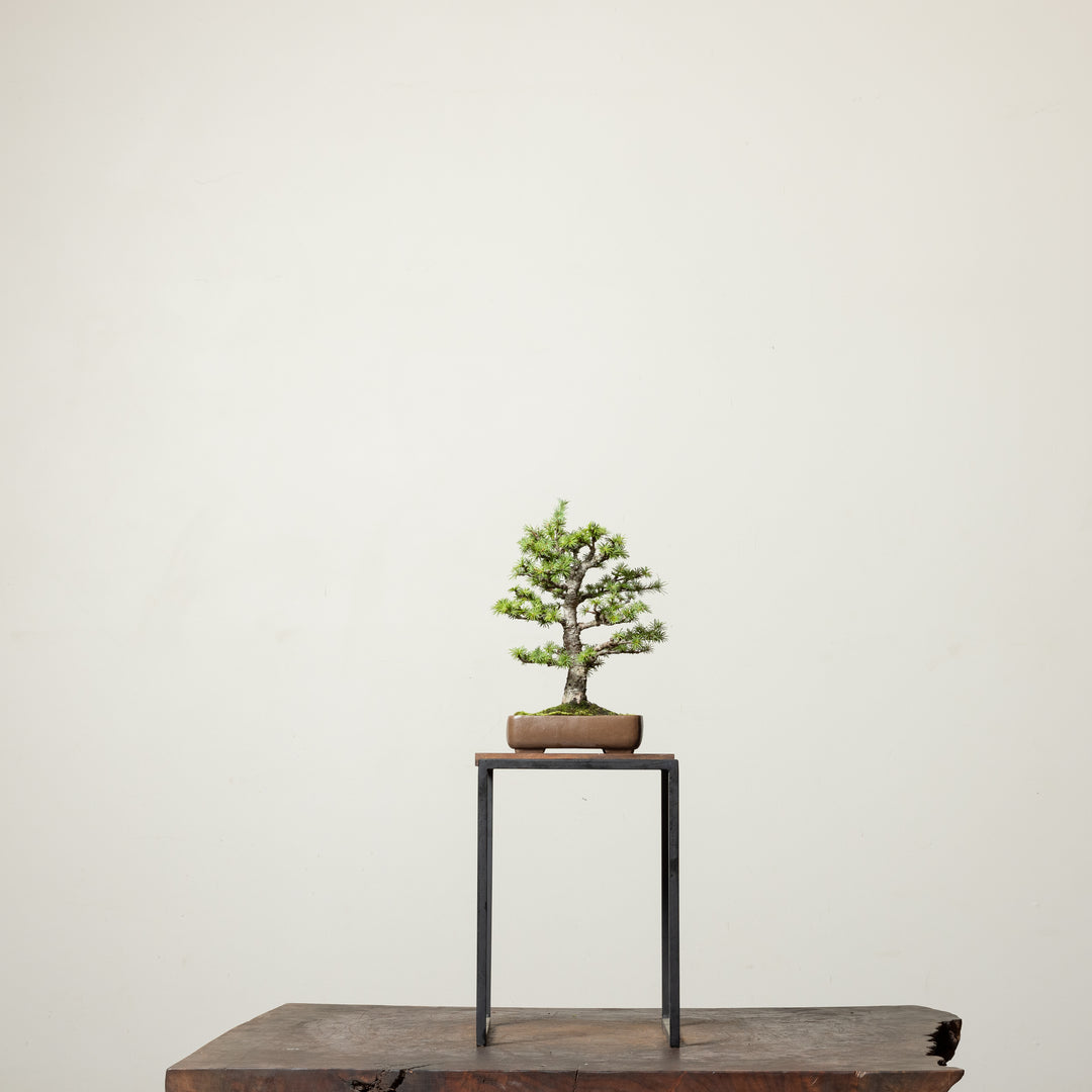 Japanese Larch No. 1