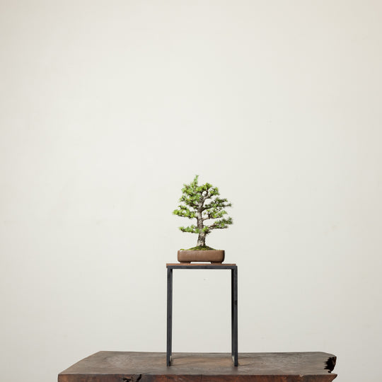 Japanese Larch No. 1