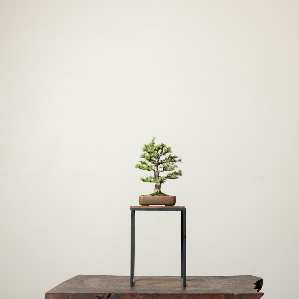 STAMMBAUM シュタンバウム Japanese larch 別注 Japanese Larch No. 1 – Mirai Goods