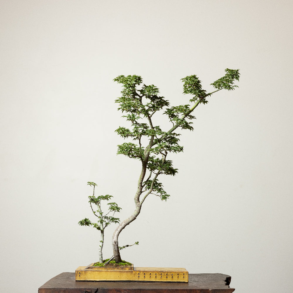 Shishigashira Maple