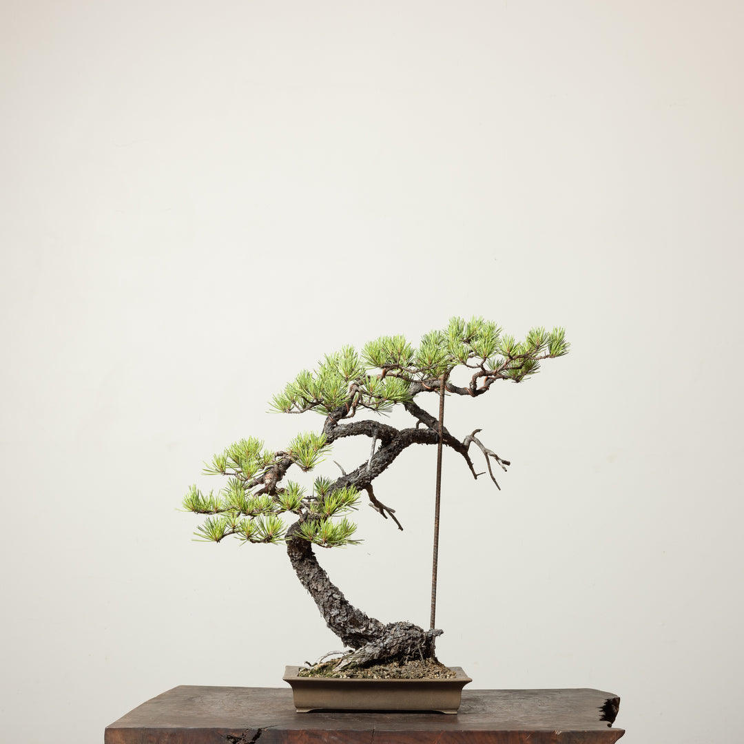 Scots Pine No. 1