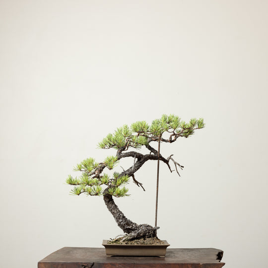 Scots Pine No. 1