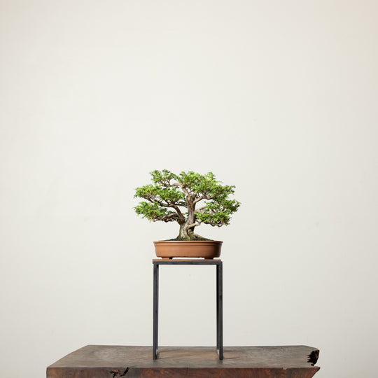 Tsukomo Cypress