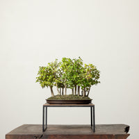 Trident Maple