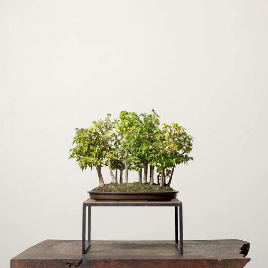 Trident Maple