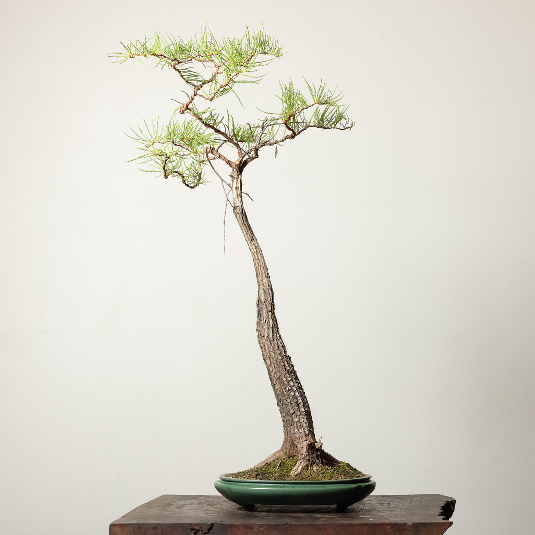 Bald Cypress No. 2
