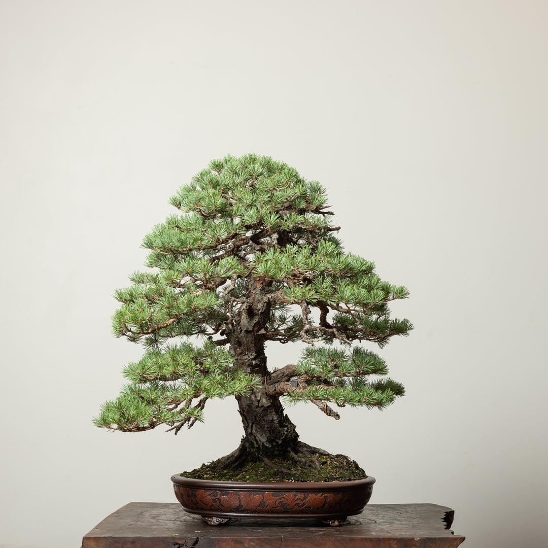 Scots Pine No. 3