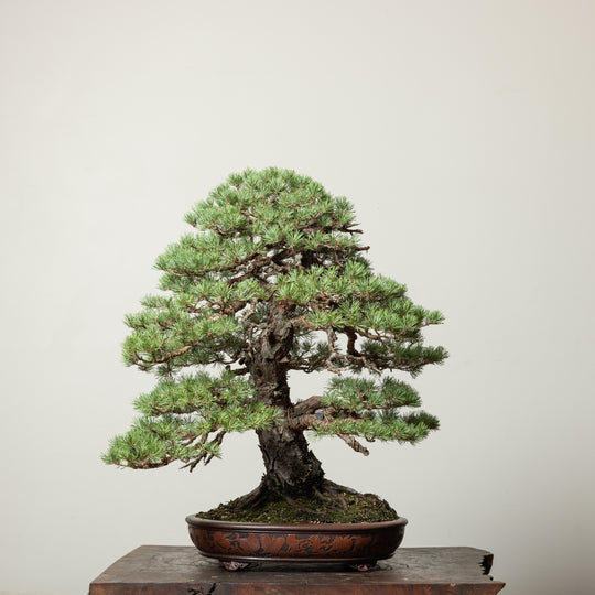 Scots Pine No. 3