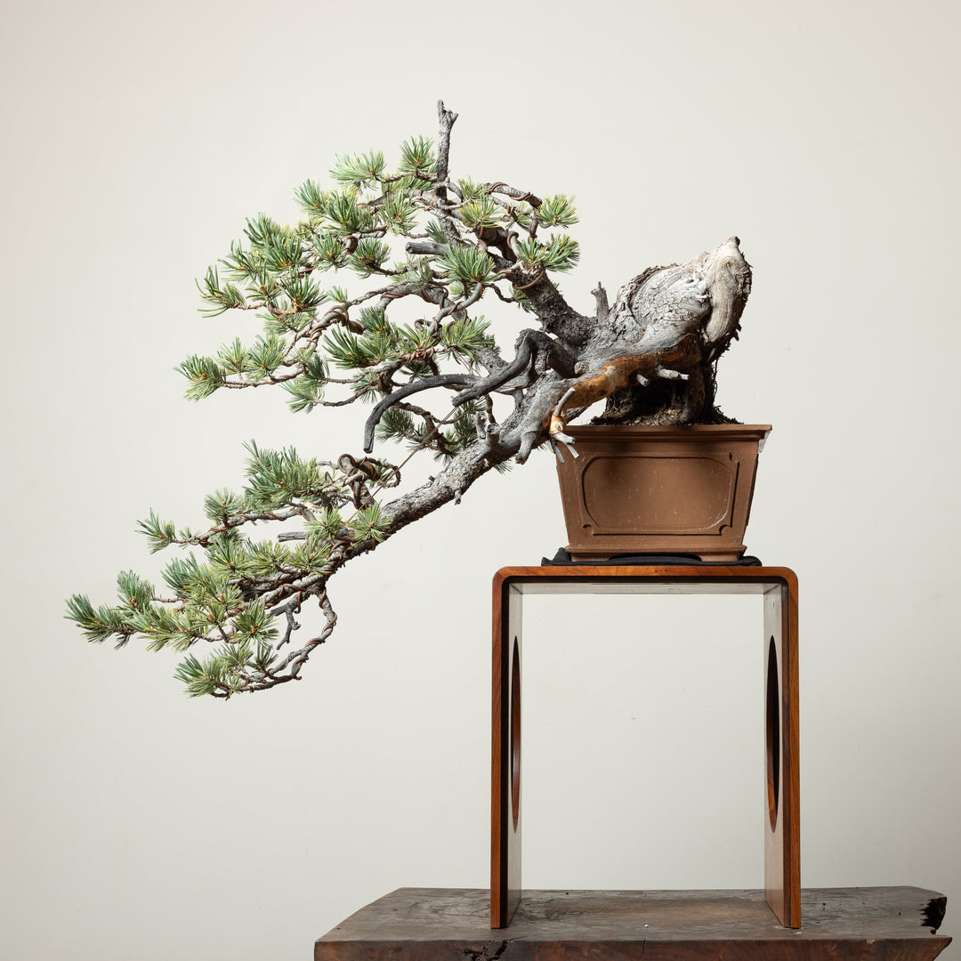 Limber Pine
