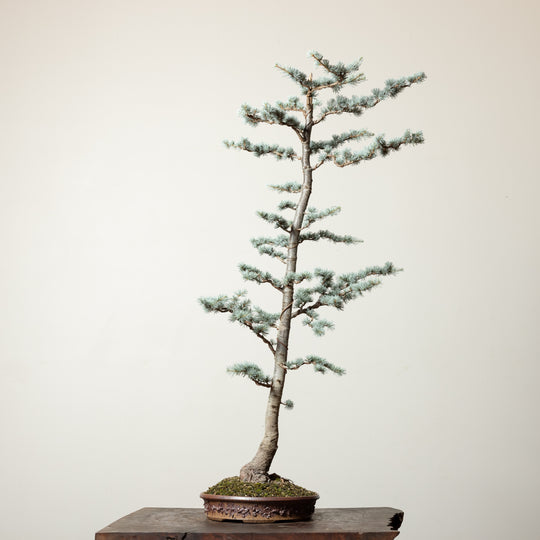 Blue Atlas Cedar