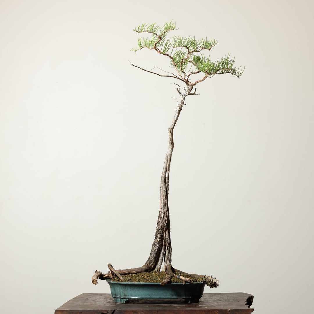 Bald Cypress No. 1