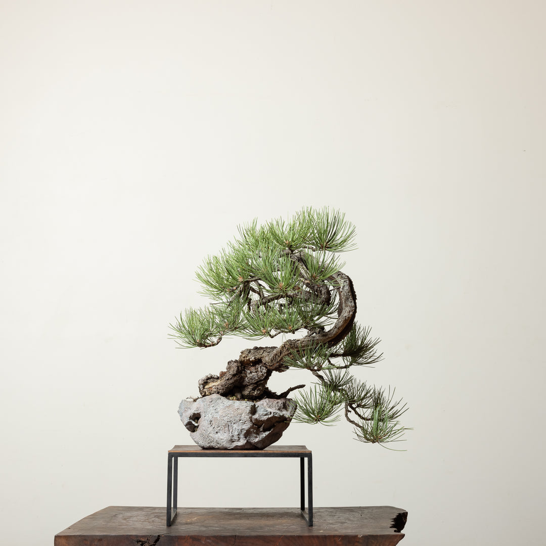 Ponderosa Pine No. 2