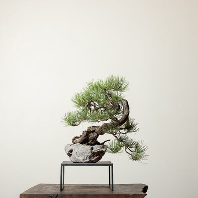 Ponderosa Pine No. 2