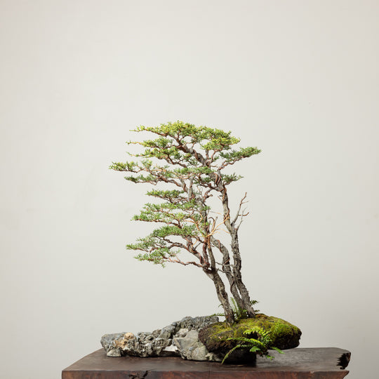 Pygmy Cypress