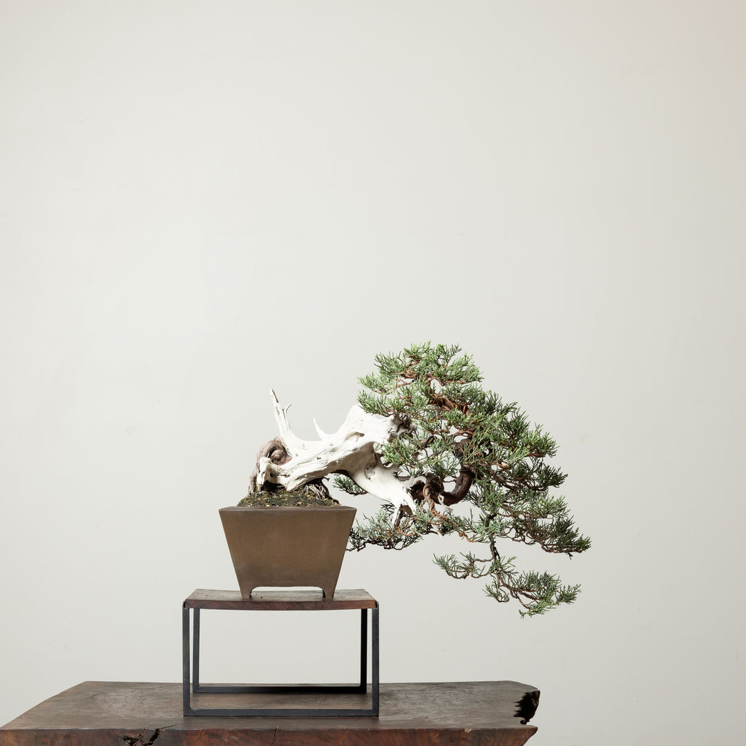 Sierra Juniper