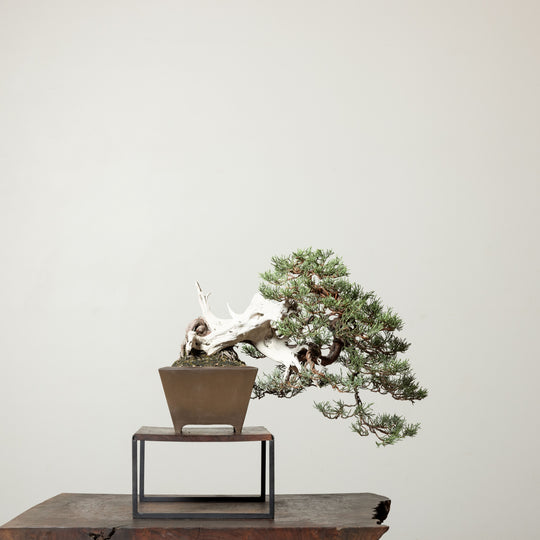 Sierra Juniper