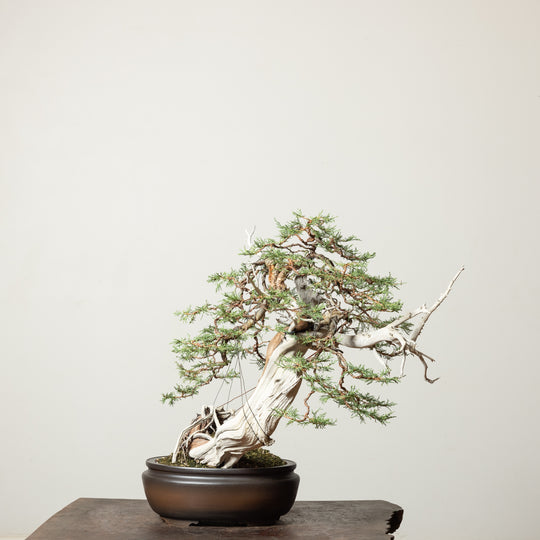 Rocky Mountain Juniper No. 1