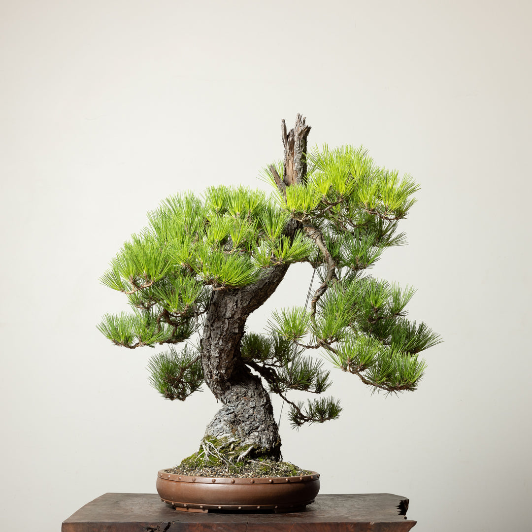 Japanese Black Pine