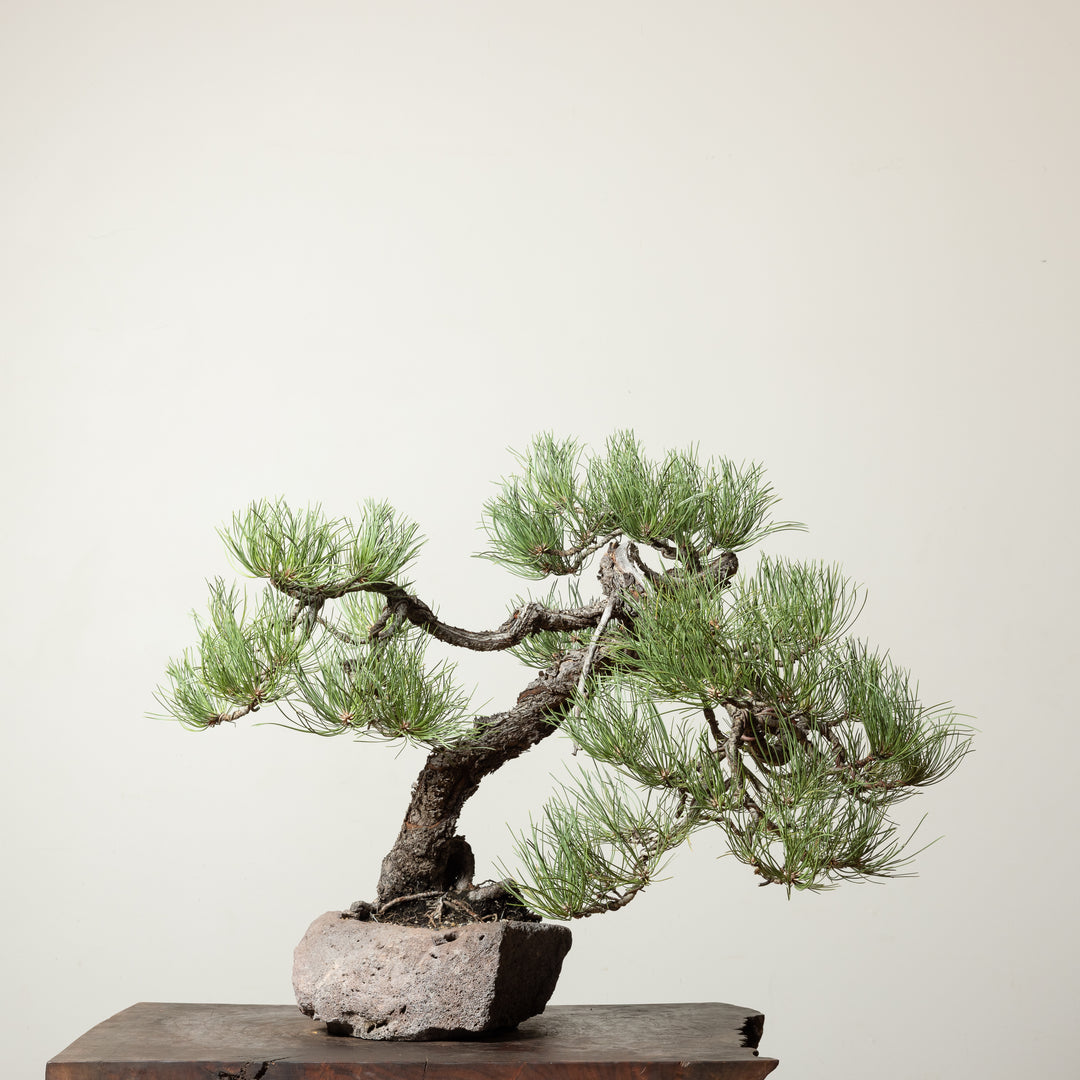 Ponderosa Pine No. 4