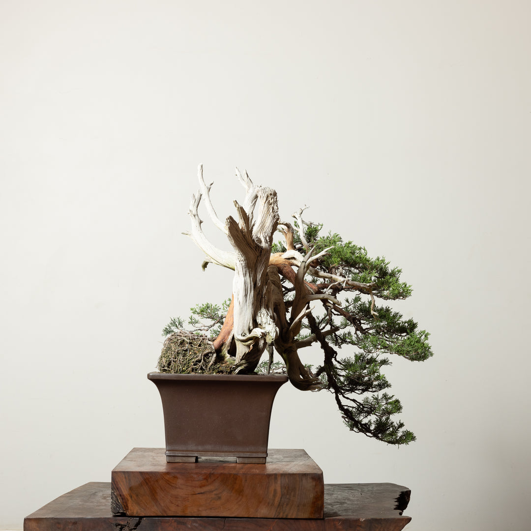 Rocky Mountain Juniper No. 3