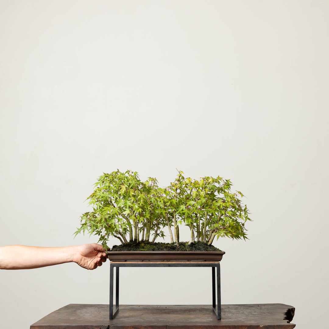 Japanese Maple No. 1