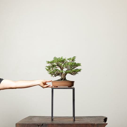 Tsukomo Cypress