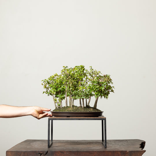 Trident Maple