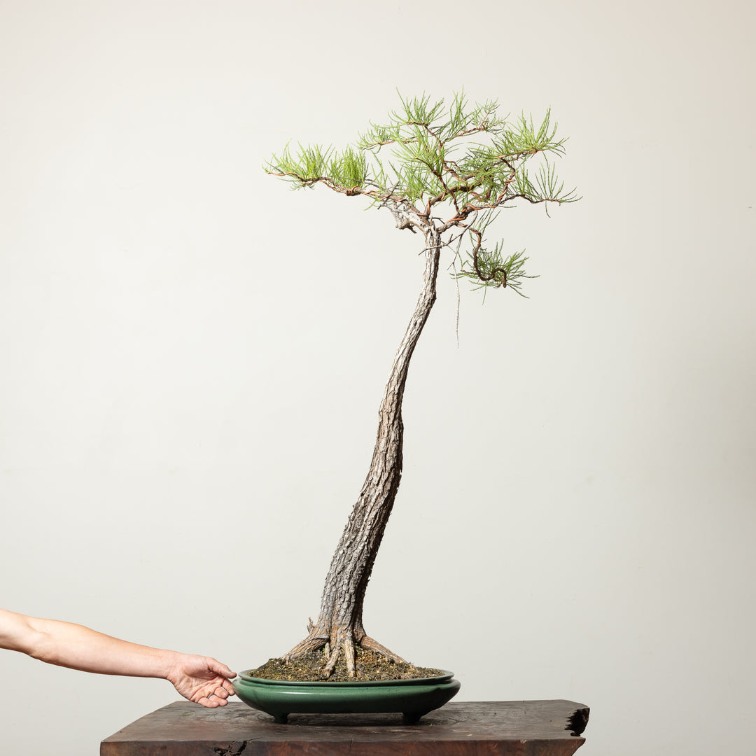 Bald Cypress No. 2