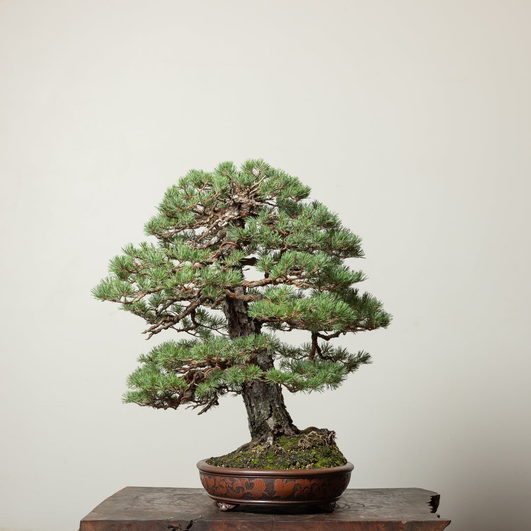 Scots Pine No. 3