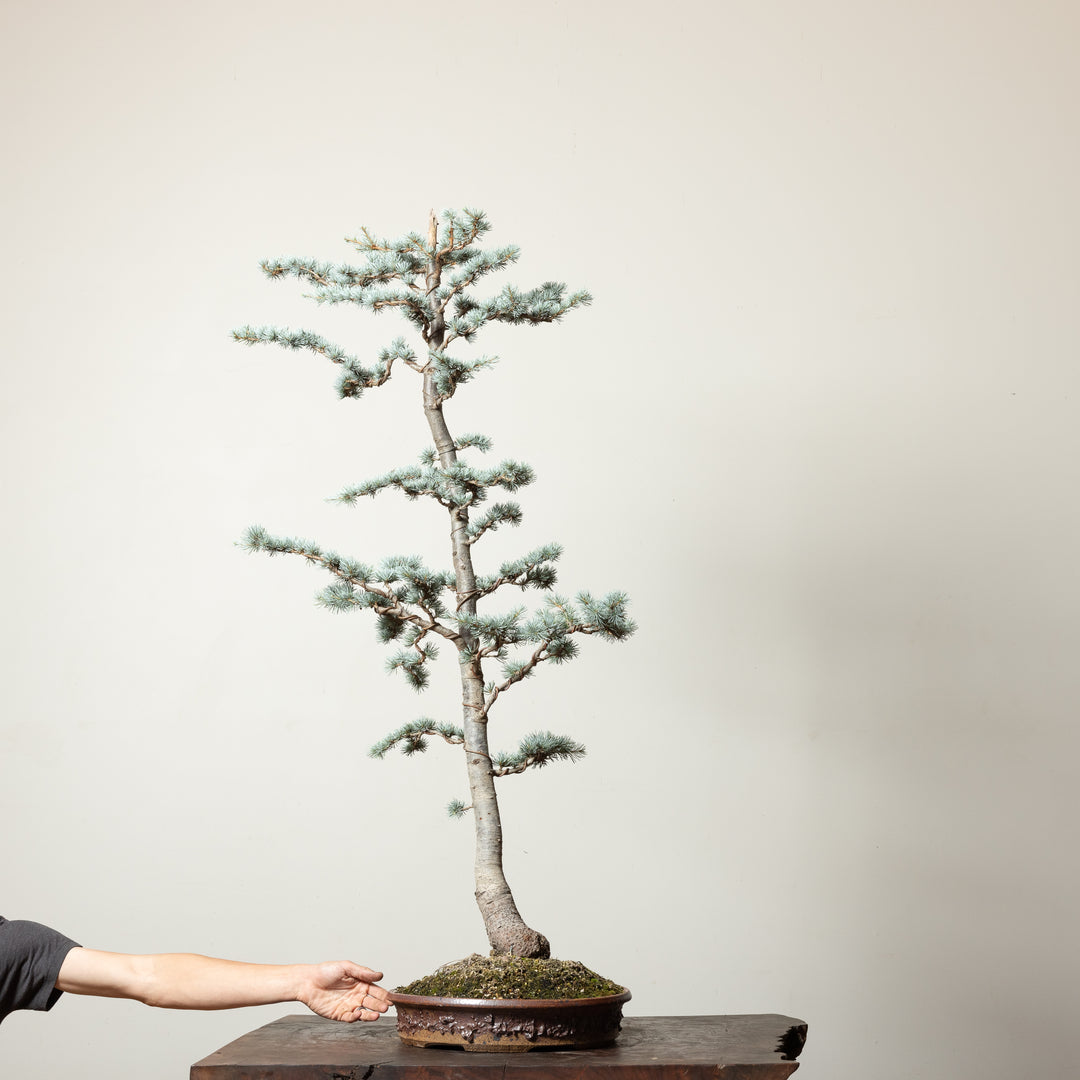 Blue Atlas Cedar