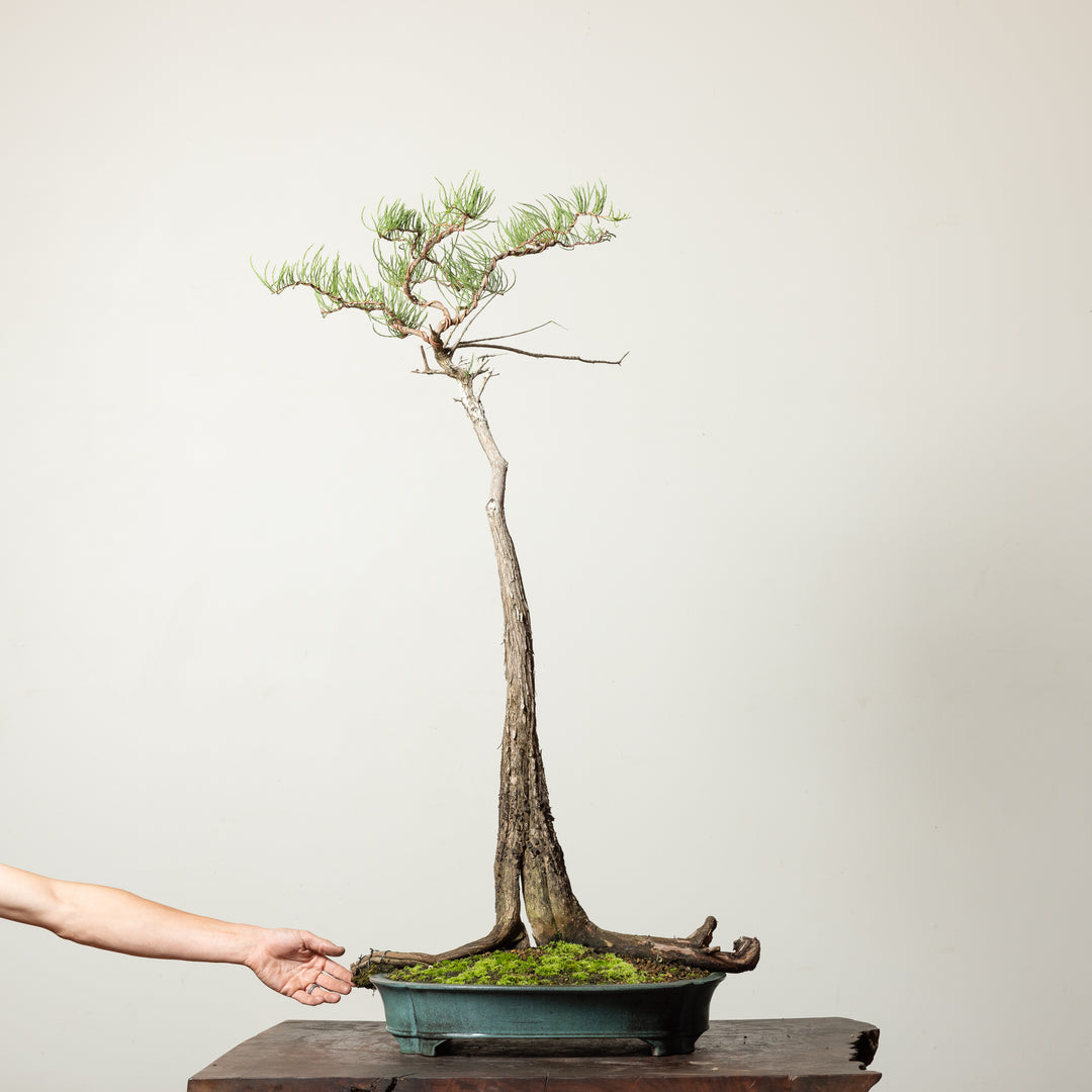 Bald Cypress No. 1