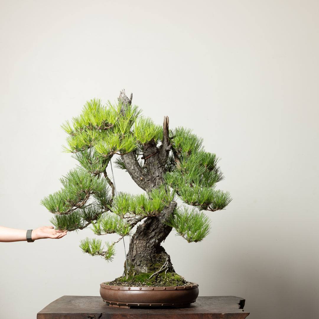 Japanese Black Pine