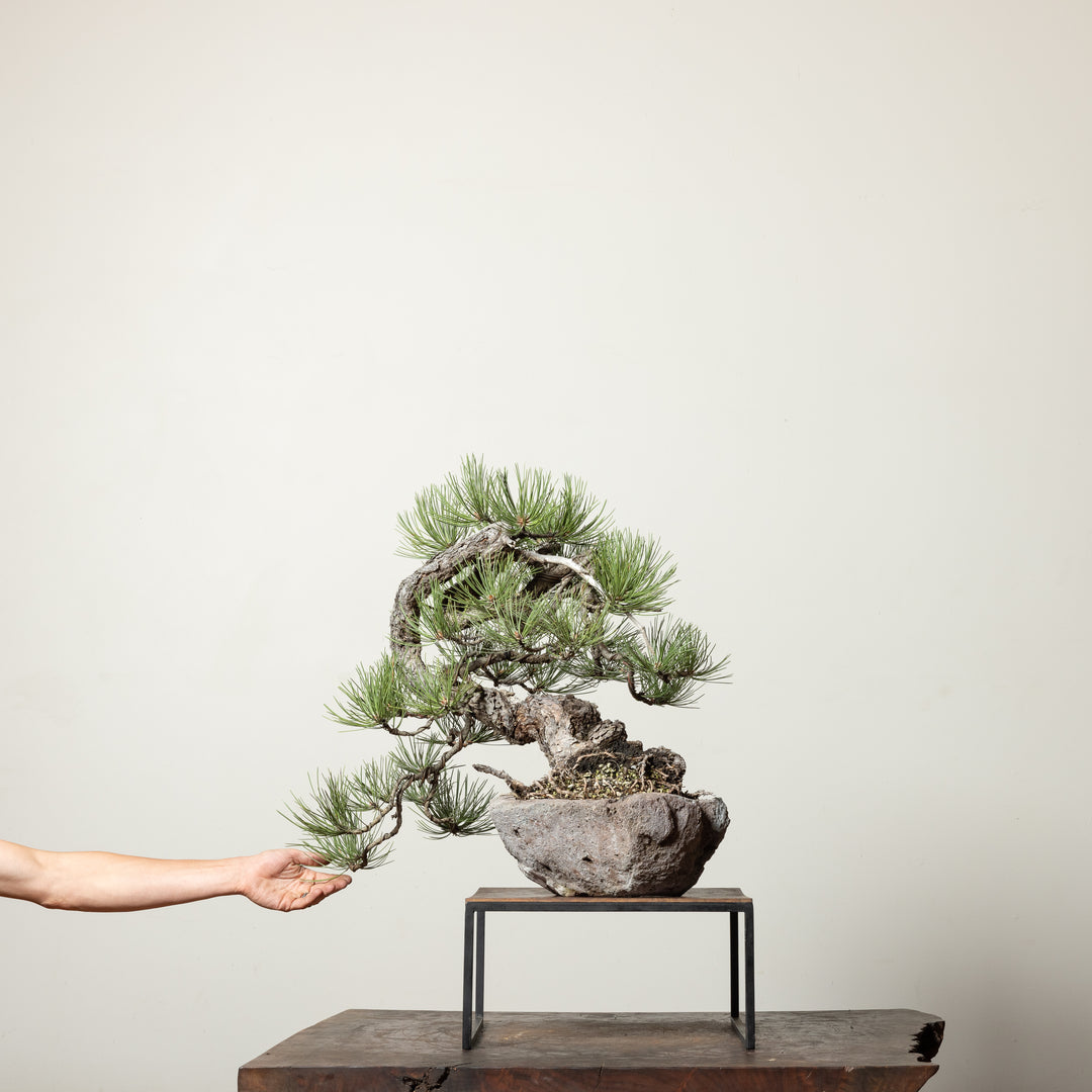 Ponderosa Pine No. 2