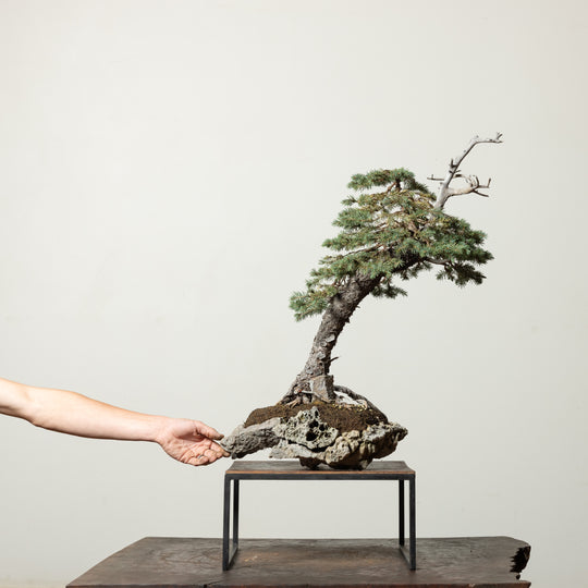 Engelmann Spruce