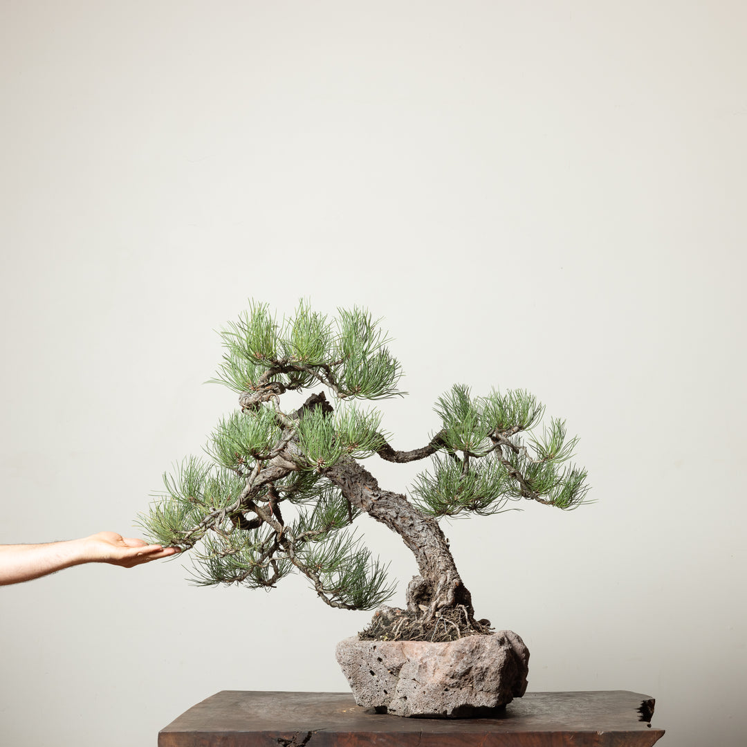 Ponderosa Pine No. 4