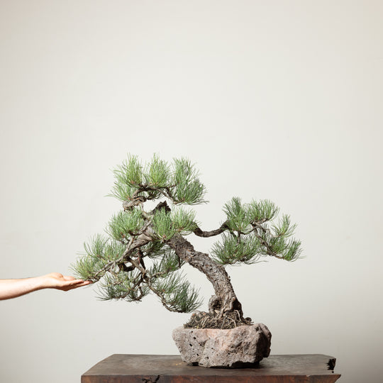 Ponderosa Pine No. 4