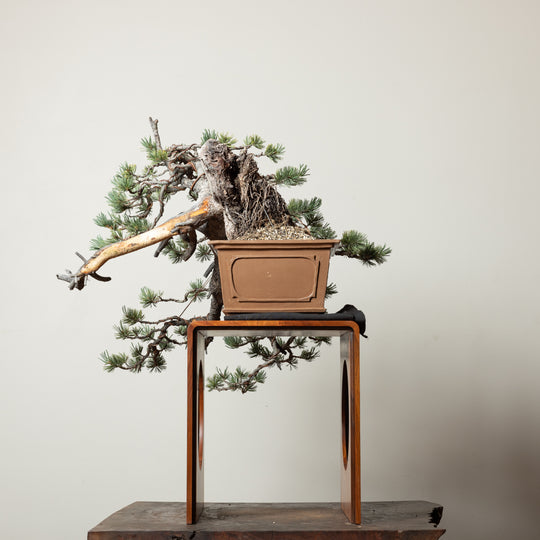 Limber Pine