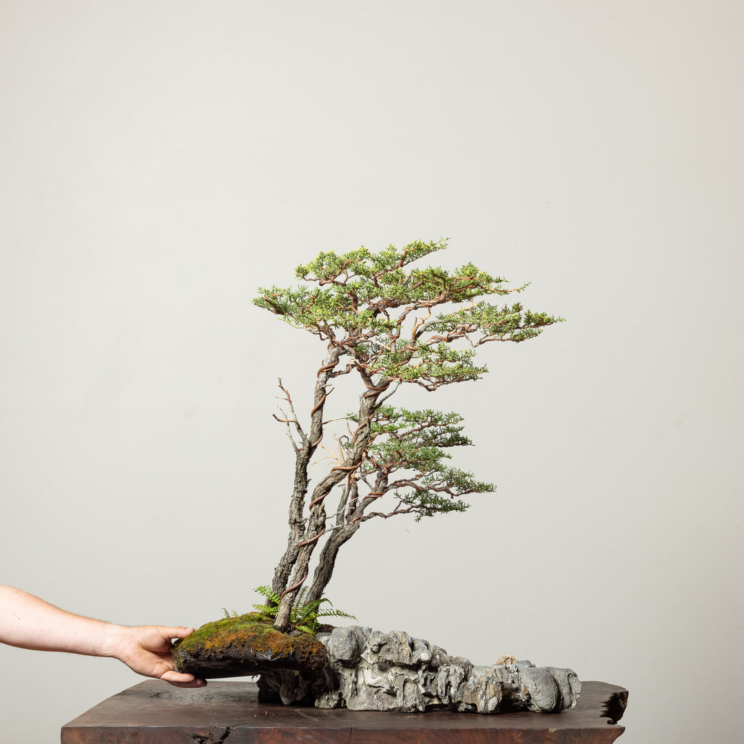 Pygmy Cypress