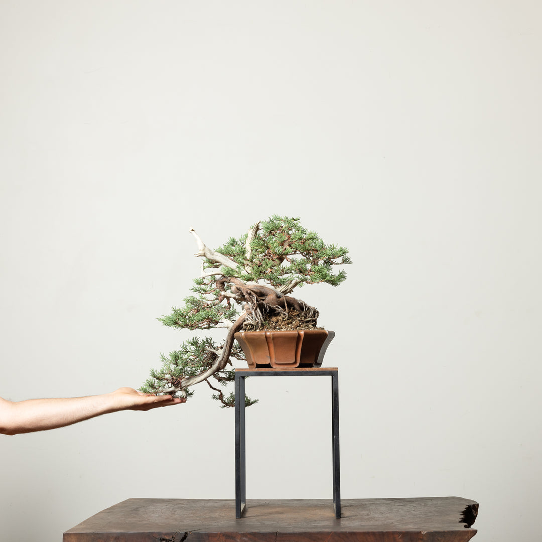 Rocky Mountain Juniper No. 2