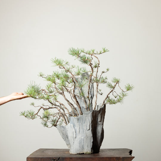 Scots Pine No. 2