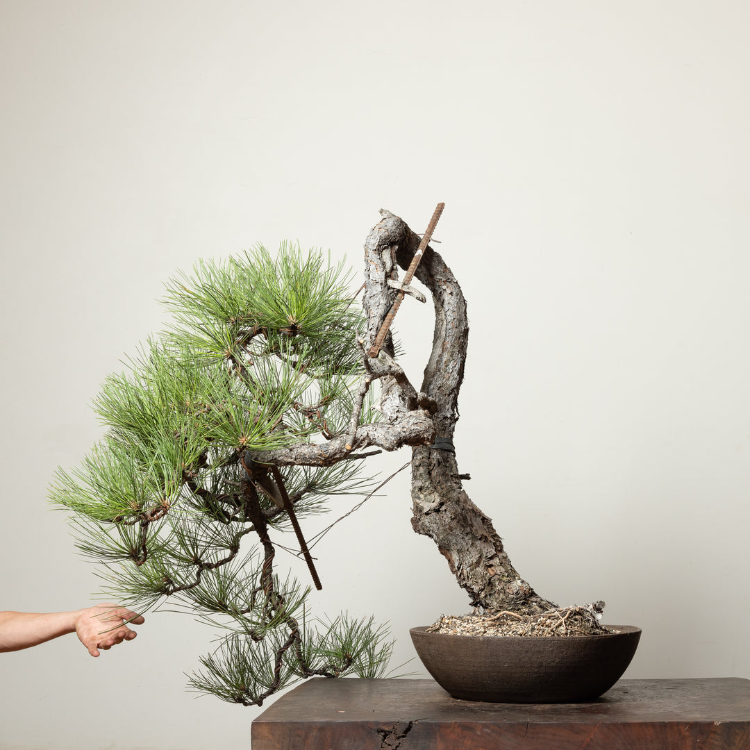 Ponderosa Pine No. 3
