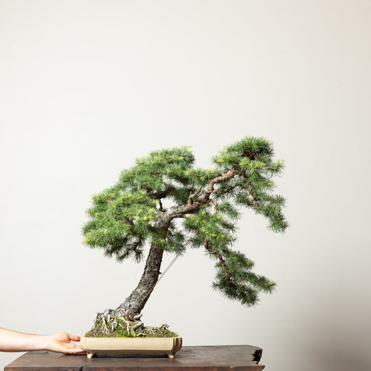 European Larch No.1